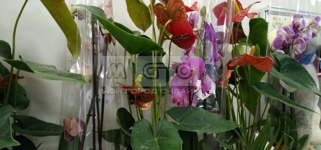 Step-Flor, сеть цветочных магазинов - Степногорск